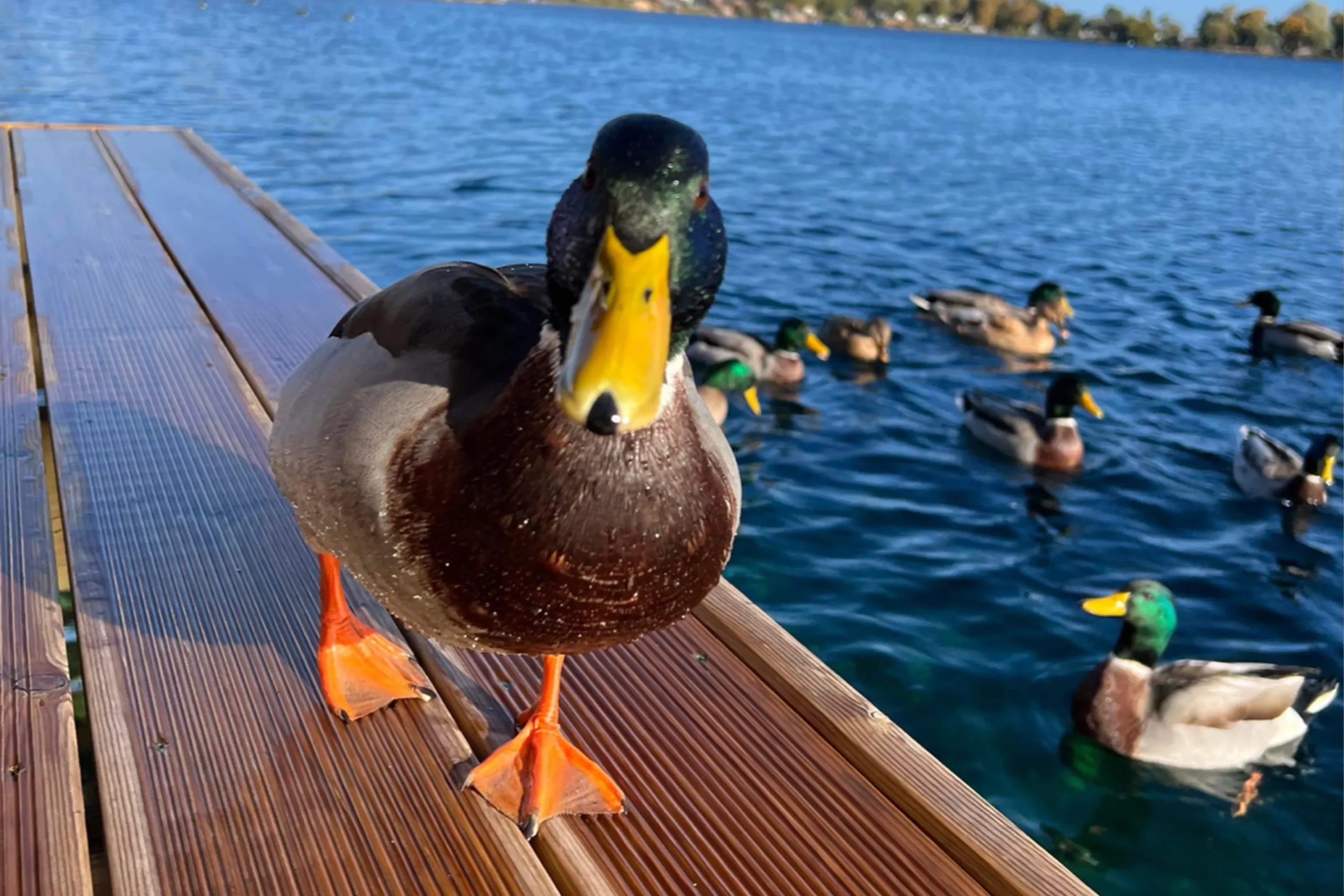 Ducks visiting the lodge